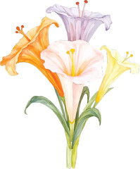 Watercolor painting of a lily bouquet, transparent background, vector, illustration