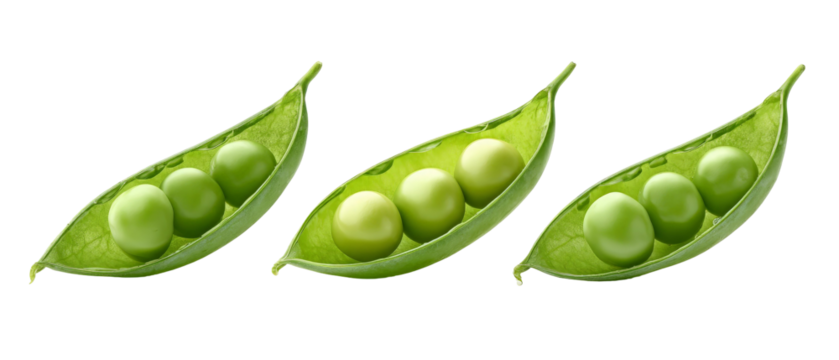A close-up view of three green pea pods, each containing varying numbers of peas, set against a clean background, illustrating freshness and natural produce, suitable for food-related content