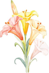 Watercolor painting of a bouquet of lilies, transparent background, vector, illustration