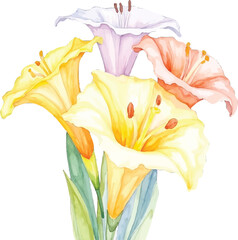 Watercolor painting of colorful lilies, transparent background, vector, illustration