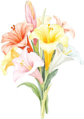 Watercolor illustration of a colorful bouquet of lilies, transparent background, vector, illustration