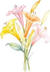 Watercolor painting of a vibrant lily bouquet, transparent background, vector, illustration