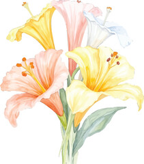 Watercolor painting of colorful lilies, transparent background, vector, illustration