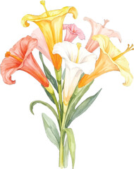 Watercolor painting of a colorful bouquet of lilies, transparent background, vector, illustration