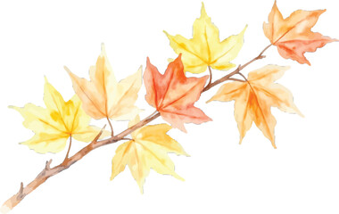 Watercolor painting of maple leaves branch, transparent background, vector, illustration