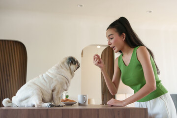 Asian woman feeding her pug dog on the kitchen table, sharing a playful moment in a cozy indoor setting.