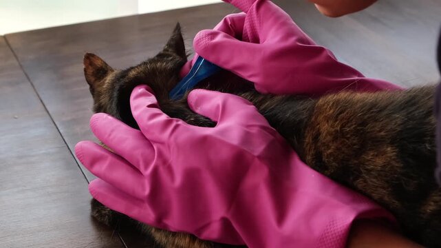 Vet doctor holds cat applying drops at withers, medicine from parasites, ticks, worms and fleas. Blister from parasites for animals. Hands in gloves. Pet treated with parasite remedy protection. 4K.