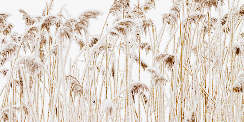 Snow-Covered Pampas grass outdoor, beige white pastel banner. Winter season beauty as minimal nature. Dry reeds patterns boho style, natural botanical design, delicate icy texture on frozen plants