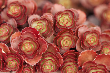 Red succulent cactus close up as aesthetic botanical background. Nature abstract flowery evergreen plants as minimal monochrome natural pattern, macro photo of beauty nature, soft focus, daylight.