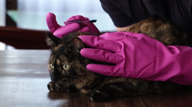 Vet doctor holds cat applying drops at withers, medicine from parasites, ticks, worms and fleas. Blister from parasites for animals. Hands in gloves. Pet treated with parasite remedy protection. 4K.