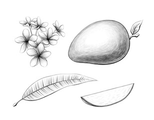 Set of Mango fruit flowers and leaf Graphic line art Graphite pencil sketch Exotic plant