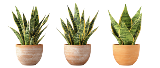 A vibrant display of three snake plants in decorative pots, showcasing their lush green leaves and striking patterns, set against a soft, neutral background perfect for home decor