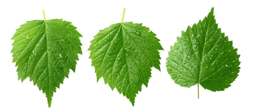 Three vibrant green leaves showcasing various shapes and textures, with droplets of water on their surfaces, set against a clean, white background for use in nature or botanical themes