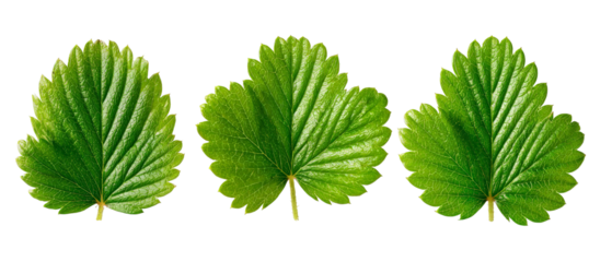 Three vibrant green strawberry leaves arranged in a row, showcasing their intricate texture and healthy appearance, suitable for nature-themed designs or gardening articles
