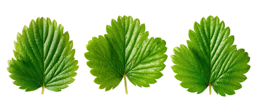 Three vibrant green strawberry leaves arranged in a row, showcasing their intricate texture and healthy appearance, suitable for nature-themed designs or gardening articles
