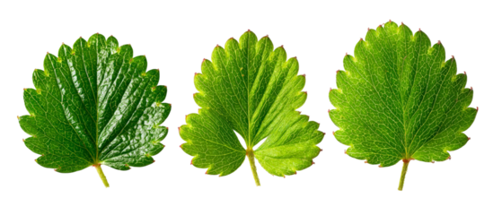 Three vibrant green leaves showcasing intricate textures and natural patterns, set against a clean background, ideal for nature-themed designs or educational materials
