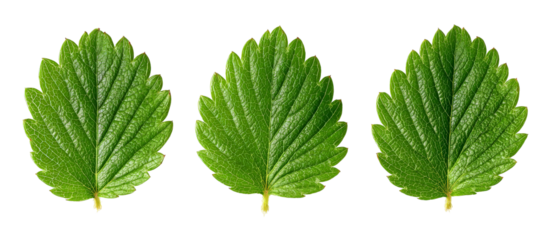 Three vibrant green leaves arranged in a row, showcasing their intricate textures and natural beauty, ideal for botanical studies or nature-themed designs