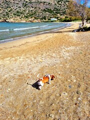 Obraz premium A small dog on a beach in Greece