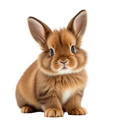 Adorable fluffy bunny with soft, brown fur sits alertly