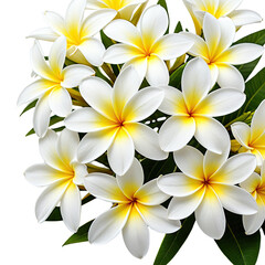 Delicate white and yellow flower blossoms with green foliage on black