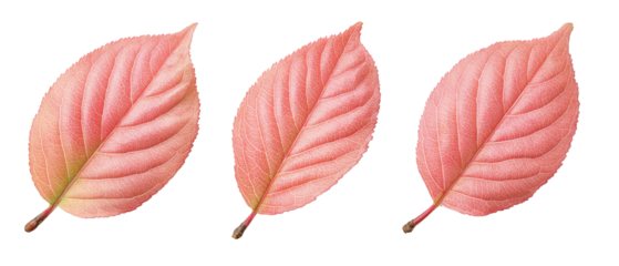Three delicate pink leaves arranged in a row, showcasing their intricate veins and soft texture, set against a clean white background, ideal for nature-themed designs and educational materials