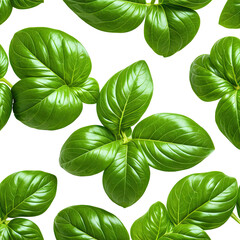 Green basil leaf foliage with bright, vibrant, and fresh characteristics