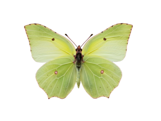 A stunning pale yellow brimstone butterfly, with its vibrant delicate wings fully spread, captured in exquisite detail and isolated against a pure white background, showcasing nature's serene beauty