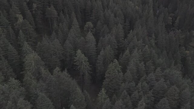 Close-up aerial view of Fairy Forest in Pulga, Parvati Valley, Himachal Pradesh, showing dense autumn pine and deodar trees with rocky mountain slopes rising behind and clouds softly drifting over 