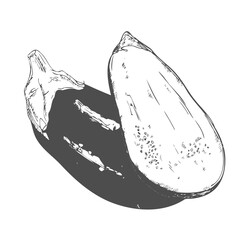 Hand drawn set of eggplant. Retro sketches isolated. Vintage collection. Linear graphic design.