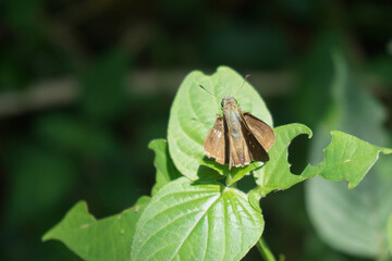 A brown butterfly was perched on a leaf, as if resting among the fresh air and beautiful green leaves.
