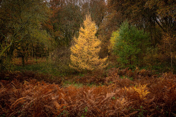 Forest Path Covered with Autumn Leaves in Great Britain