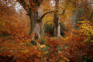 Golden Autumn Trees in the Forests of Great Britain