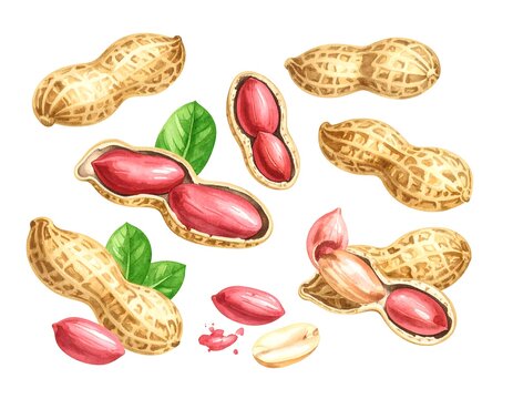 Watercolor illustration of peanuts, shells, and leaves - Powered by Adobe