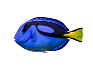 Stunning blue tang tropical fish, also known as a regal or palette surgeonfish, isolated on a clean white background, highlighting its vivid colors and graceful form