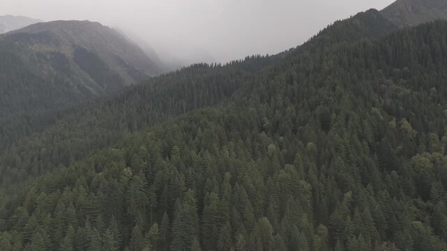 Aerial view of Fairy Forest in Pulga, Parvati Valley, Himachal Pradesh on an autumn evening, showing dense pine and deodar trees with rocky mountain peaks in the background and clouds drifting over 