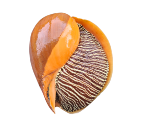 monster sea snail with shell isolated 