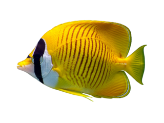 Vibrant yellow butterflyfish with distinctive dark stripes, a tropical marine creature captured in a detailed studio shot, isolated on a clean white background