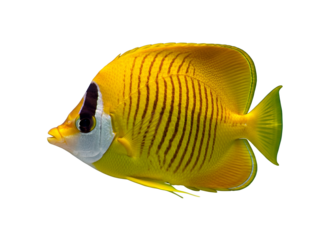Vibrant Yellow Butterflyfish in Profile A Tropical Underwater Beauty