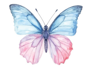 Watercolor butterfly with blue and pink wings, transparent background, vector, illustration