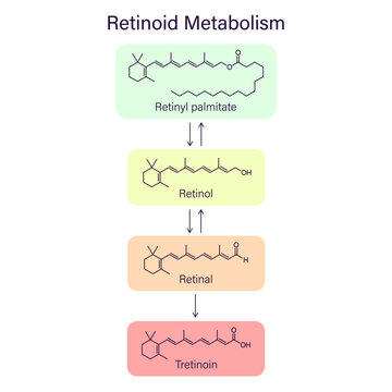 Scheme types vitamin A metabolism chain. First generation of retinoids retinol, tretinoin. Infographic with chemical structures. Dermatology skin care theme. Acne treatment with topical retinoids.