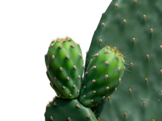 Close-up of a vibrant green prickly pear cactus with two new budding pads, isolated on a clean white background