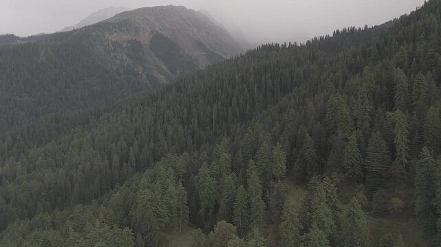 Aerial view of Fairy Forest in Pulga, Parvati Valley, Himachal Pradesh on an autumn evening, showing dense pine and deodar trees with rocky mountain peaks in the background and clouds drifting over 
