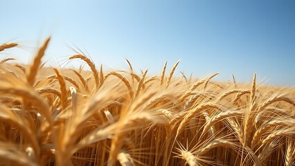 kamut. A vast field of mature wheat under a clear blue sky, golden grains swaying. travel magazines, destination branding, designed for travel destination branding, used by social media managers.
