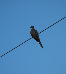 Sad mourning dove bird perching on a diagonal wire with unusual gray blue eyes against clear blue sky, moody, sleepy, meditating, eyes half closed, negative space, space for text