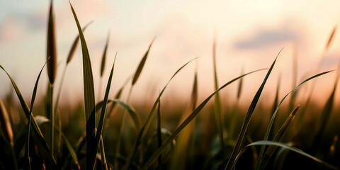 Close up of tall green grass blades with dew drops at sunrise