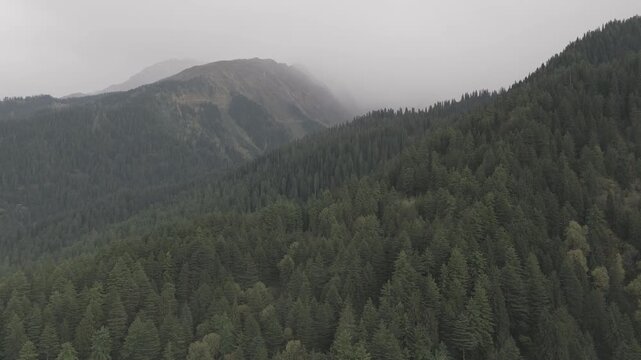 Aerial view of Fairy Forest in Pulga, Parvati Valley, Himachal Pradesh on an autumn evening, showing dense pine and deodar trees with rocky mountain peaks in the background and clouds drifting over 