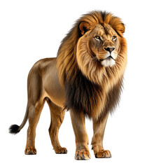 Obraz premium Majestic male lion stands regally, golden mane and strong physique shown