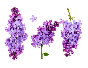 Three sprigs of purple lilac blooms against a clean white background