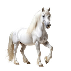 Majestic white horse prancing, showing grace and power