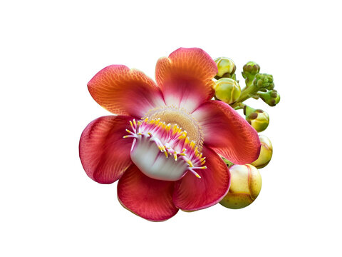 Vibrant Pink and Orange Sal Tree Flower with Buds, Isolated on White